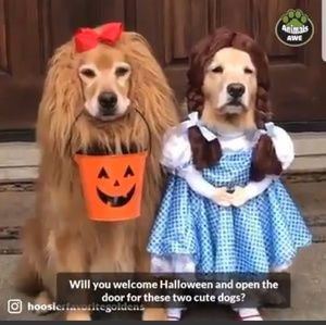 Meet your Posher, Lin